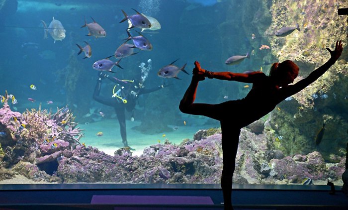 Вивијен Спирс асистира инструкторки јоге Саши Хаули у Сиднејском морском акваријуму...