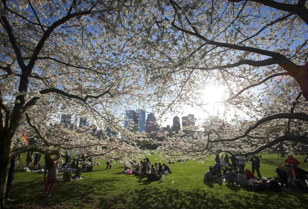 Национални фестивал цвјетања трешања сваке године обиљежава почетак прољећа у Вашингтону.