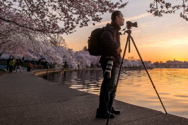 Фестивал цвјетања јапанске трешње у Вашингтону.