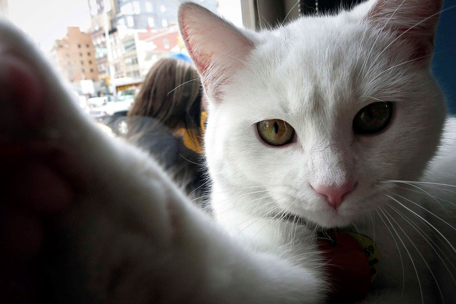 Мачке из Њујорка на четири дана добиле кафетерију у центру града