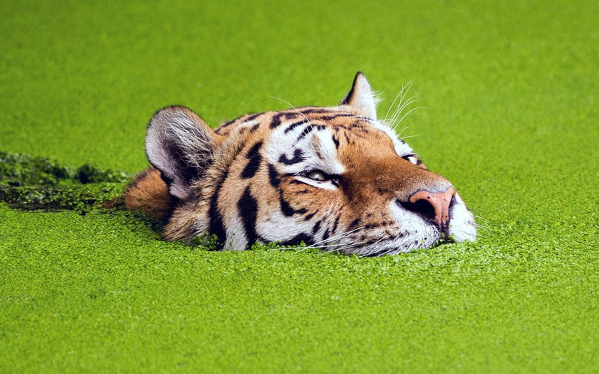 Не мрзе све мачке воду. Тигрови је просто обожавају. То доказује и ова фотографија из Копенхагеншког зоо врта на којој видимо тигра како се купа базену.