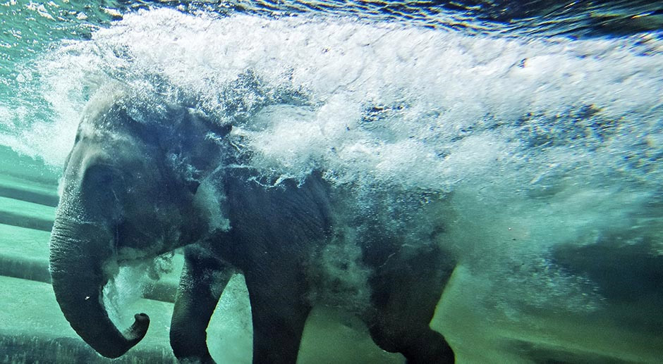 Подводни слон: 
Да ли му је вруће или се игра не знамо, али је очигледно да овај слон ужива у роњењу у Зоо врту у њемачком граду Лајпцигу.