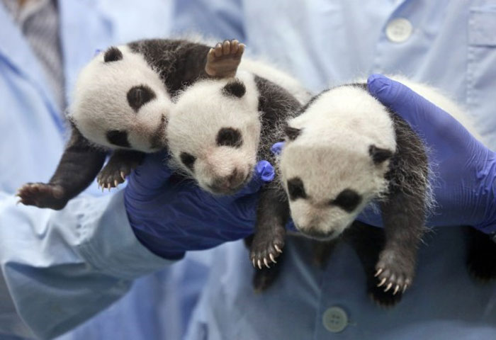 Три малене панде, једине тројке на свијету  које су преживјеле, отвориле су очи  први пут након више од мјесец дана од рођења у кинеском зоо-врту.
