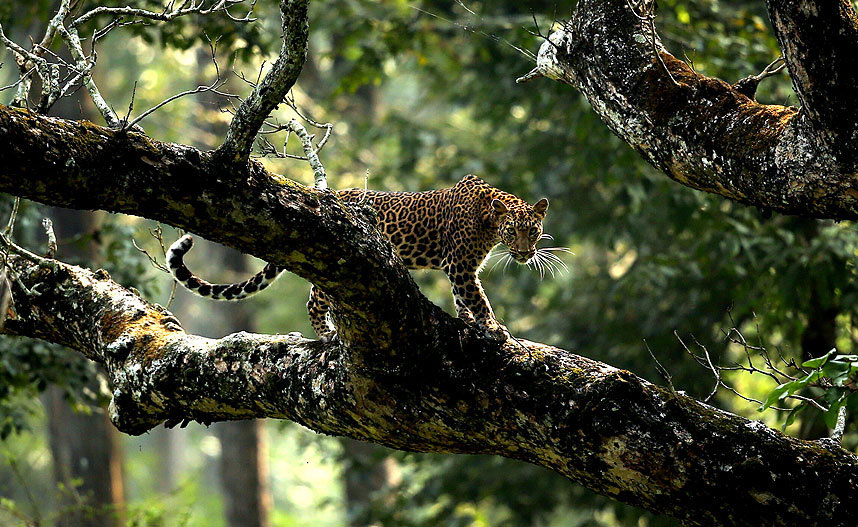 Леопард у шуми