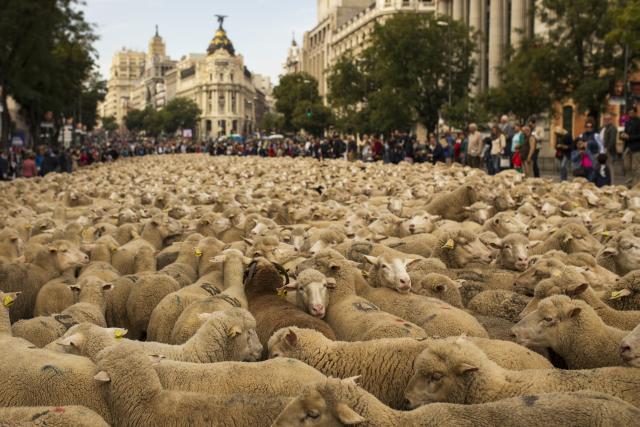 2000 оваца на улицама Мадрида израз су протеста шпанских пастира против угоржавања пашњака урбаним ширењем и модерном праксом у пољопривреди