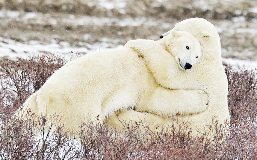Загрљај поларних медвједа у Канади