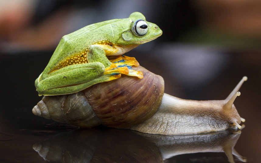 Необичан призор, жаба која користи пужа за превоз. (фото:  Hendy Mp/Solent News)
