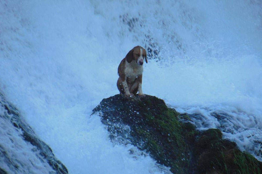 Пас који сједи на стијени испод слапа (фото:Национални парк Уна)