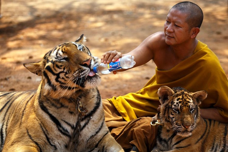 Бенгалски тигрови су прилично "блиски" са људима у храму "Vat Pa Luang Ta Bua", познатом као Тигров храм, у тајландској провинцији Канчанабури...