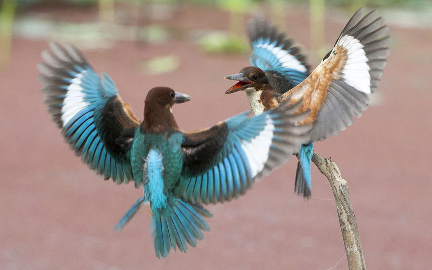 Борба између двије птице у граду Јиујанг, Јангзи провинција - Кина (Фото: Ping Yan/REX)
