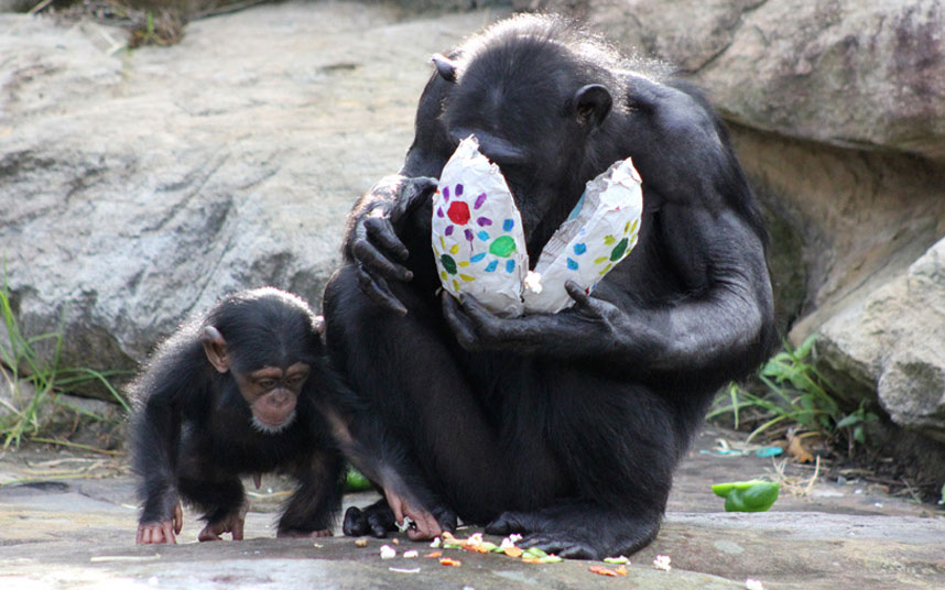 Шимпанзе уживају у ускршњим посластицама на Таронга Зоо у Сиднеју, Аустралија