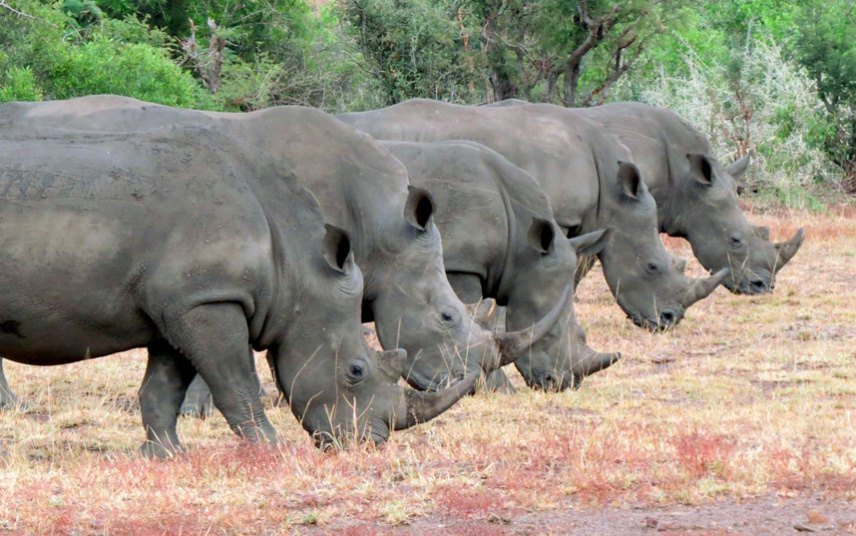 Јужна Африка: "Ријеткост је видјети оволико носорога заједно на испаши и то овако у низу", Грејм Митчли фотограф.
