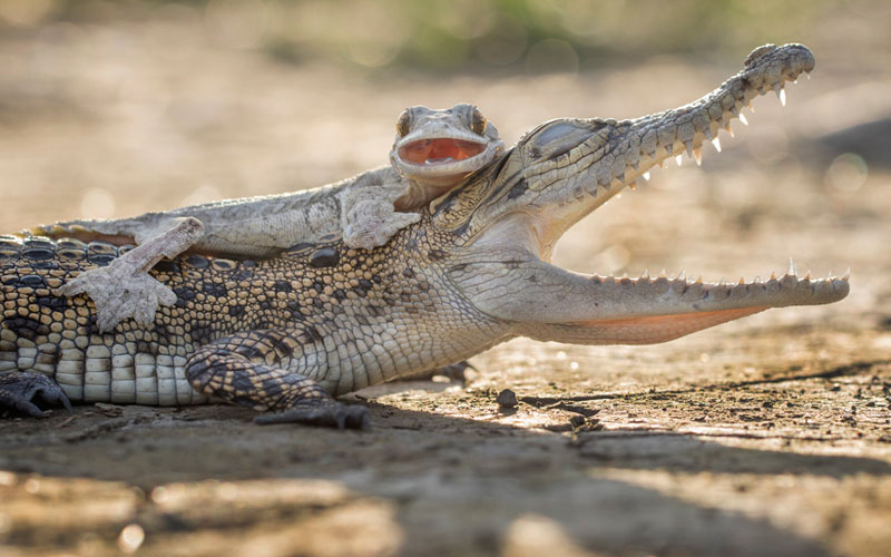 Индонезија, Секуре: Чини се да су ова два рептила постали пријатељи..   (Фото:Hendy MP/Solent News)