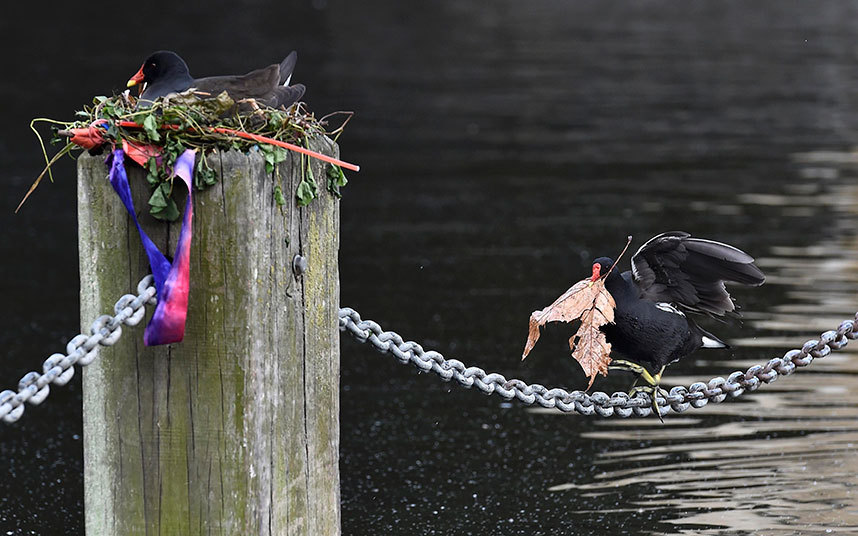 Серпетинско језеро, Лондон - корморан носи "грађевински материјал" за гнијездо.