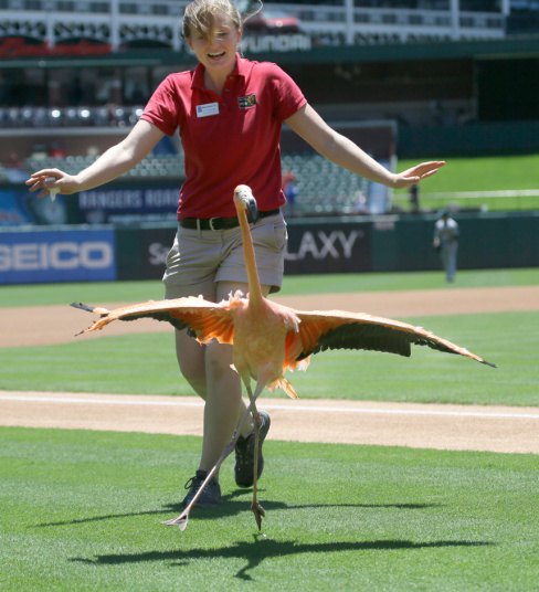 Фламинго изводи свој плес пред почетак бејзбол утакмице између Окланд Атлетикс и Тексас Ренџерс..