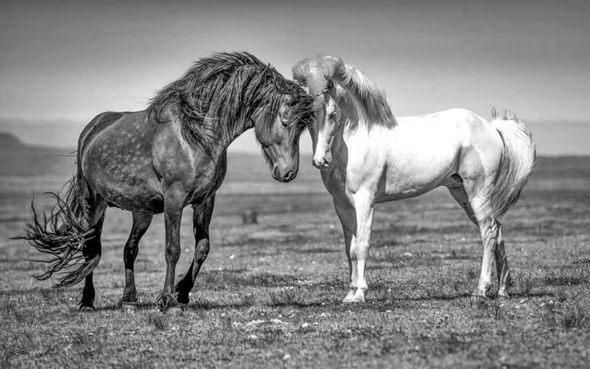 Савршена интеракција између два коња, хемија и флерт. "Camargue" регија у Француској иначе позната по бијелим коњима... (Фото: telegraph.co.uk/Kerry Hendry)