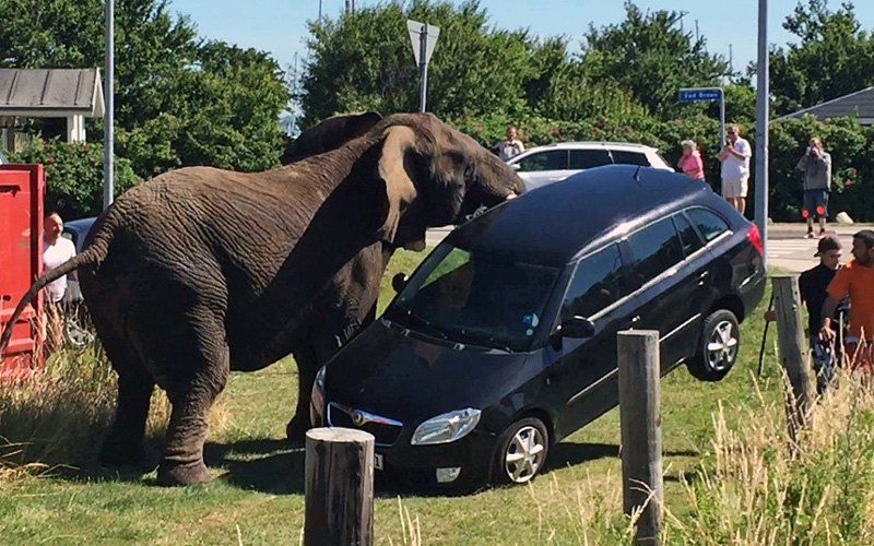 Данаска - побјешњели циркуски слон преврће аутомобил једног од посјетилаца (Oddmar Nygard / Barcroft Media)