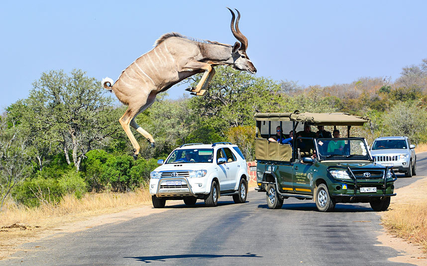 Национални парк Кругер, Јужна Африка - Куду скаче на одушевљење туриста  (Фото:Greatstock / Barcroft Media)