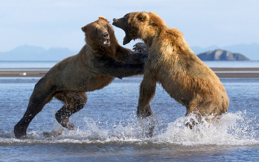 Борба гризли медвједа у Националном парку Катмаи на Аљасци (фото:BRAD JOSEPHS/ CATERS NEWS)