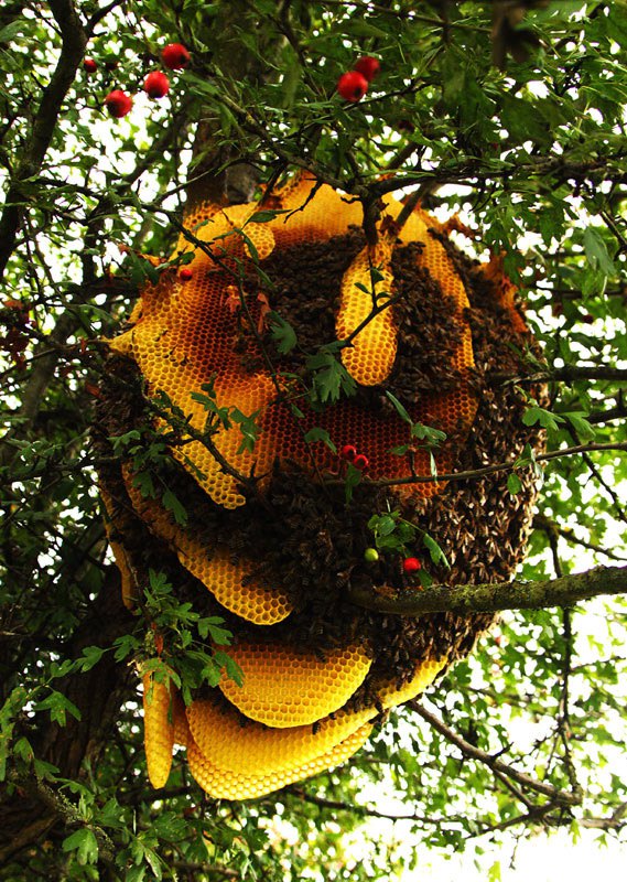 Кошница пчела на дрвету
