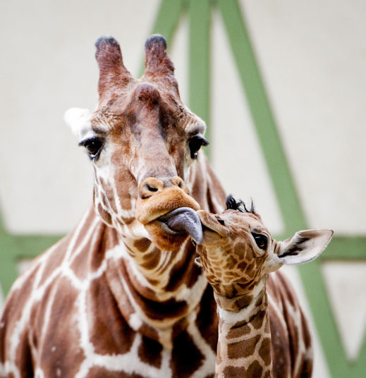 Младунче жирафе се мази код мајке