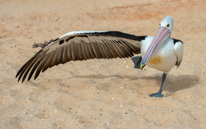 Пеликан на плажи у Аустралији (фото:ANDREA IZZOTTI/MERCURY PRESS)
