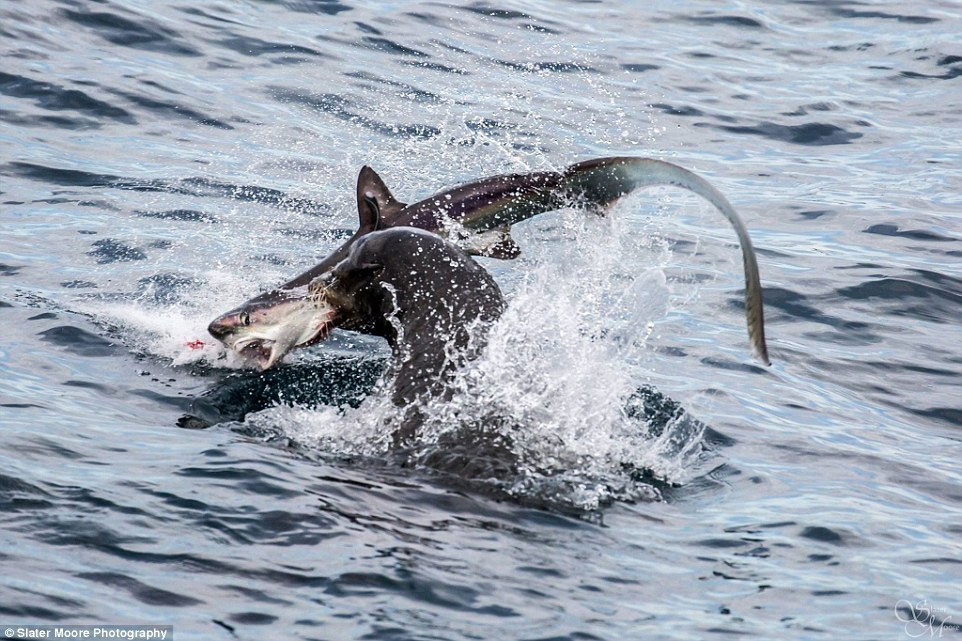 На обали Њупорт Бича у Калифорнији фотограф Слејтер Мур забиљежио је необичан призор. Готово, па невјероватно, али једна фока је уловила ајкулу.