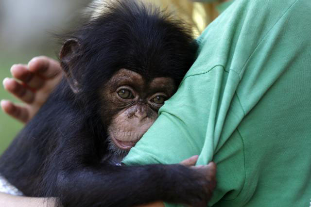 Oсобље атинског Зоолошког врта брине се о беби шимпанзи Џејсону старој три мјесеца (Фото: Thanassis Stavrakis)