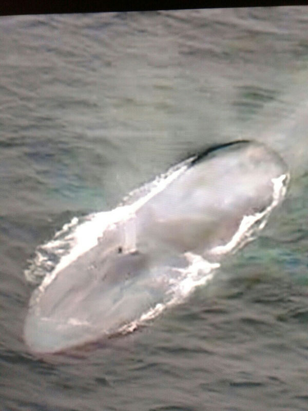 Обала Нове Гвинеје - кит дужи од 30 метара