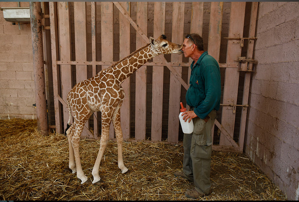Новорођенче жирафе (фото: EPA/ABIR SULTAN)