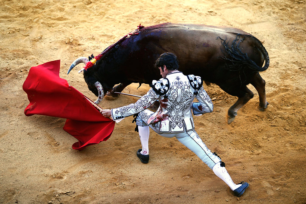 Борба са биковима (фото:  EPA/JORGE ZAPATA)