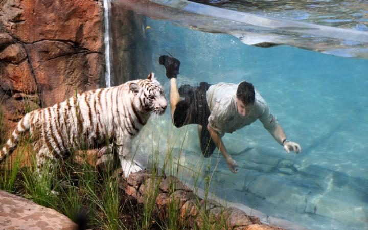 Тајгер ајланд - ново "станиште" за младог тигра у  Квинсленду, Аустралија   (Фото:telegraph.co.uk.)