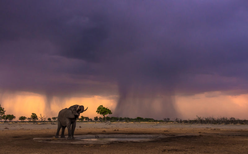 Фотографија слона на првој киши послије дуге сезоне суше (Фото: Hannes Lochner/ Caters News)