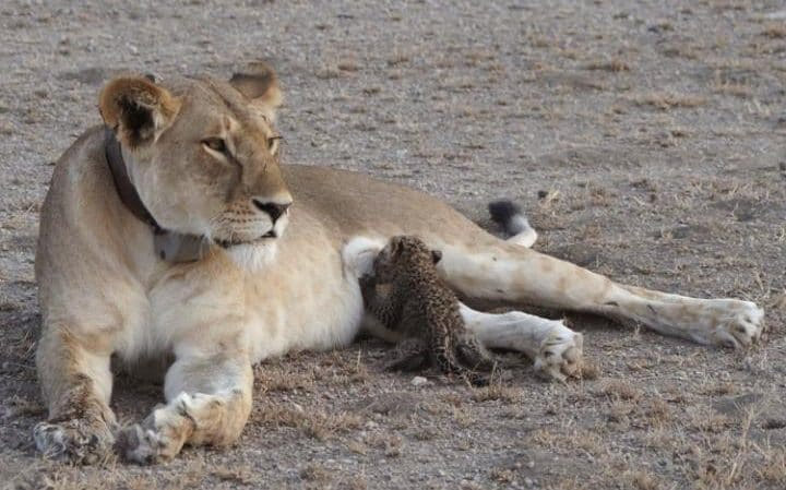 Мали леопард и велики лав
