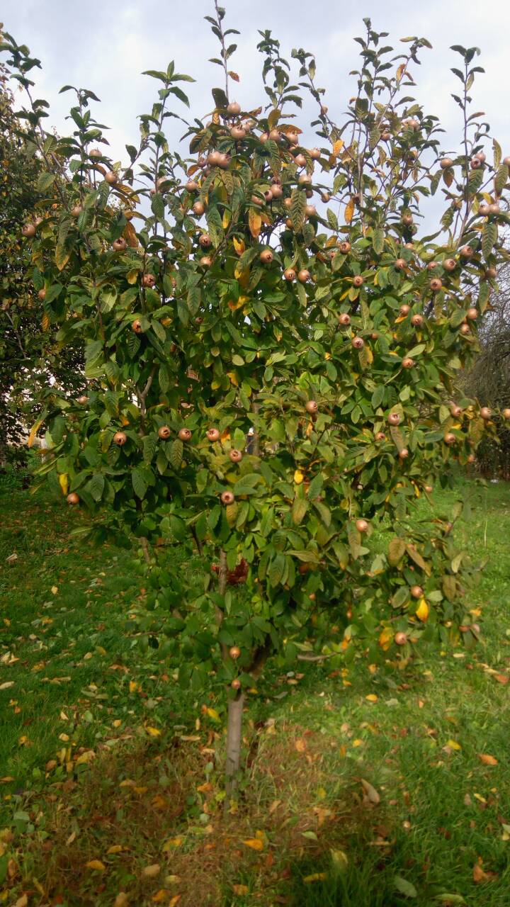 Плодови јесени, мушмула у Гламочанима (Фото: Хелена Крнетић / РТРС)