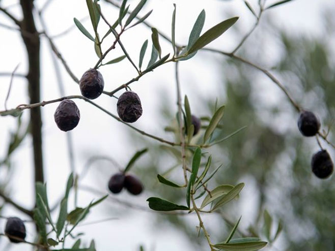 Уништене маслине у Француској - Фото: AFP