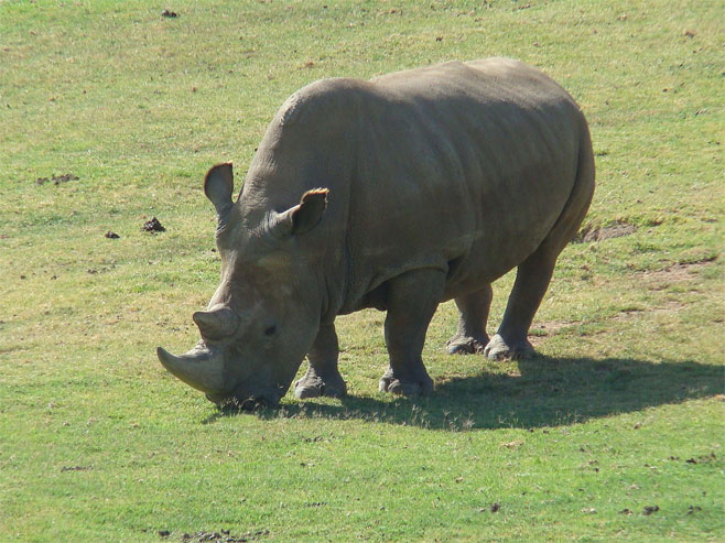 Сјеверни бијели носорог - Фото: Wikipedia