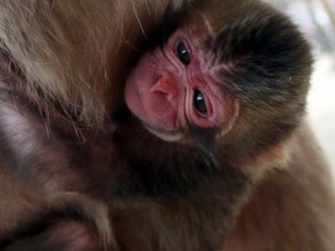 Мајмун - Фото: Getty Images