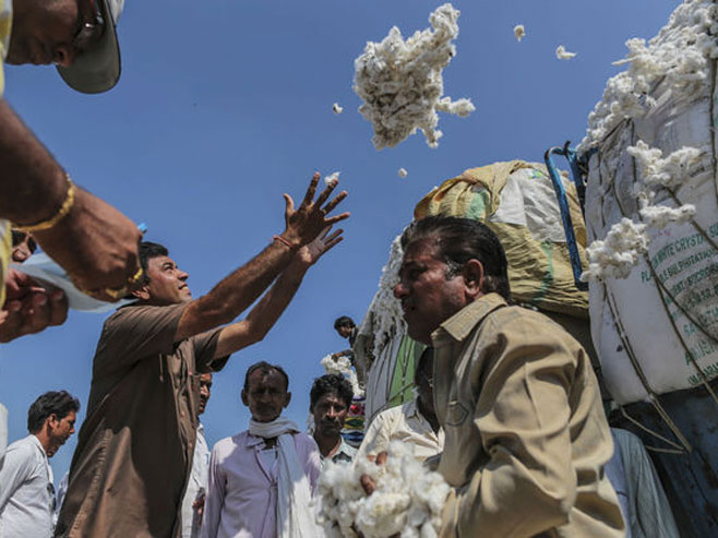 Узгајивачи памука у Индији (Фото: Dhiraj Singh/Bloomberg) - 