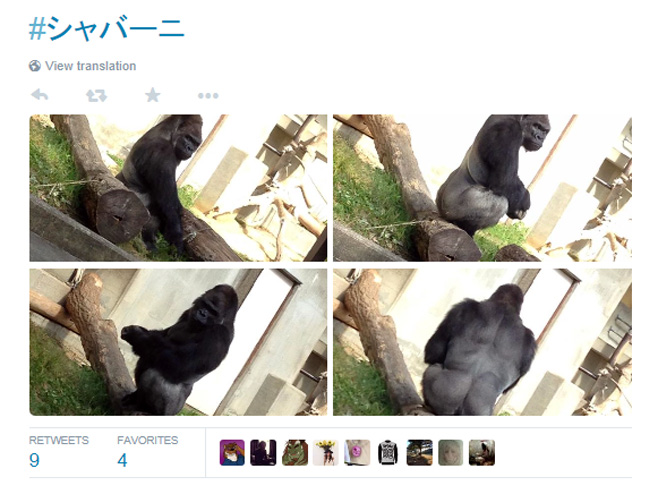 Жене "полудјеле" за згодним горилом Шабанијем - Фото: Screenshot