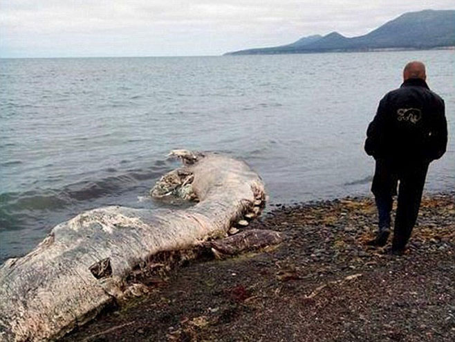 Морско чудовиште - Фото: English Russia