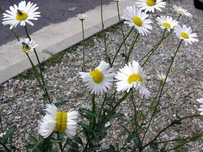 Мутирали цвјетови у Фукушими - Фото: Screenshot