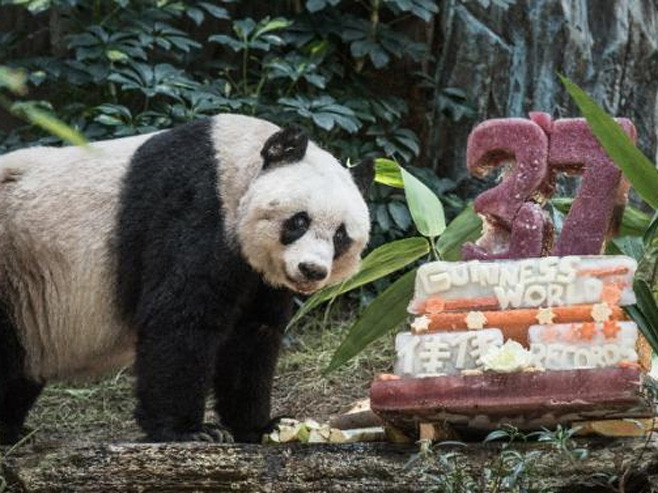 Најстарија панда на свијету - Фото: The Telegraph