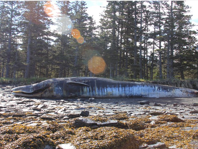 Аљаска: Помор китова - Фото: Beta/AP