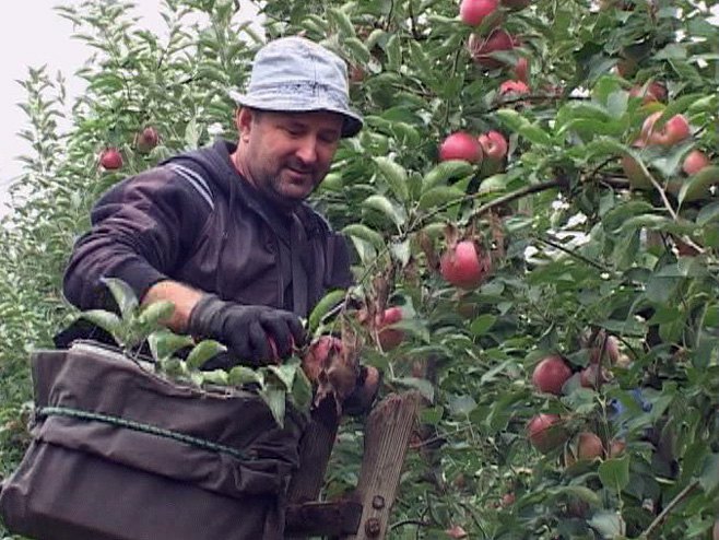 Градишка - Берба јабука - Фото: РТРС