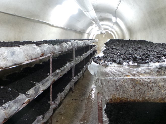 Шампињони у тунелима рудника "Љубија" - Фото: РТРС