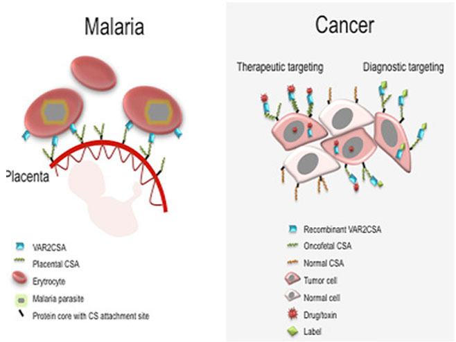 Протеин маларије може бити дјелотворно оружје против рака (Фото: www.cell.com) - 