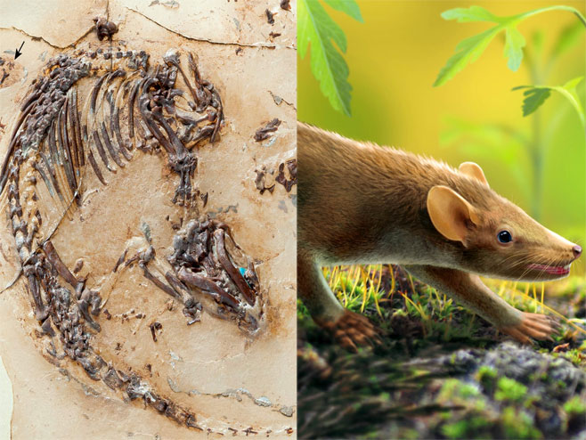 У Шпанији откривен фосил необичног сисара, јежа-пацова, из мезозоика (Фото: Илустрација: Georg Oleschinski / Thomas Martin, Oscar Sanisidro) - 