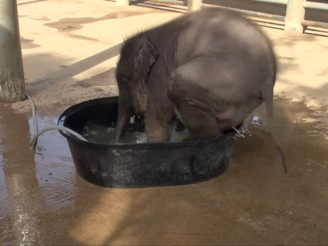 Младунче слона се купа - Фото: Screenshot/YouTube