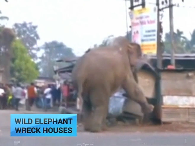 Слон у Индији порушио куће - Фото: Screenshot